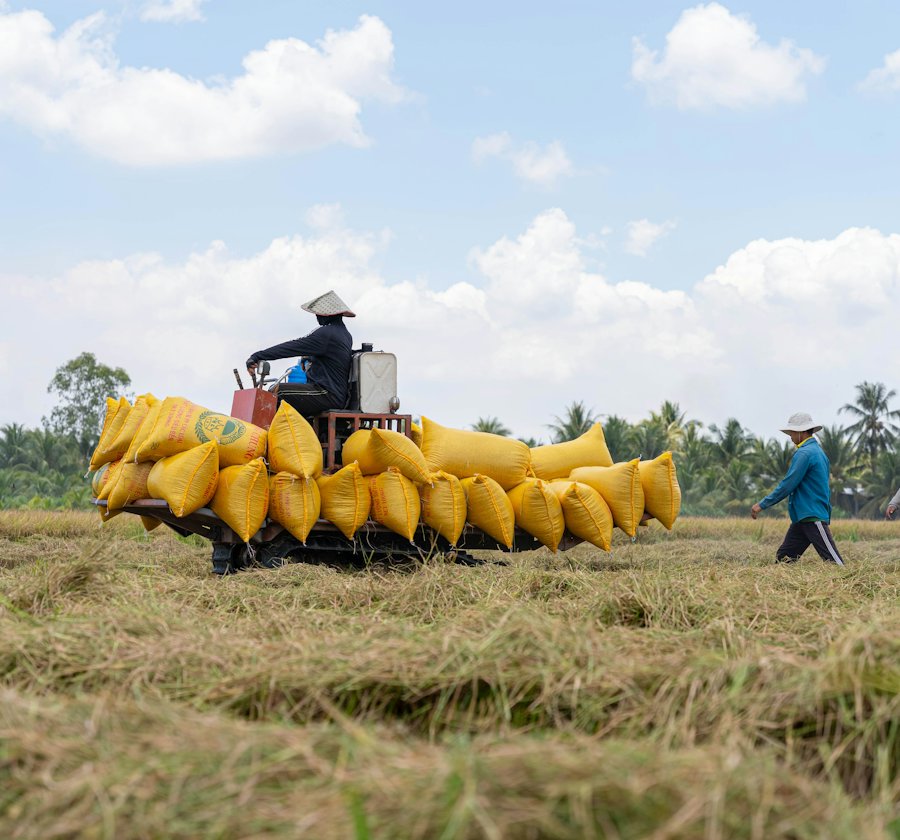 Nông dân thu hoạch lúa, xếp bao lên xe trên cánh đồng